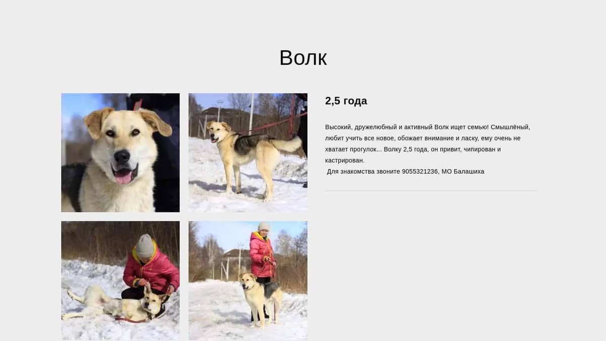 Волк