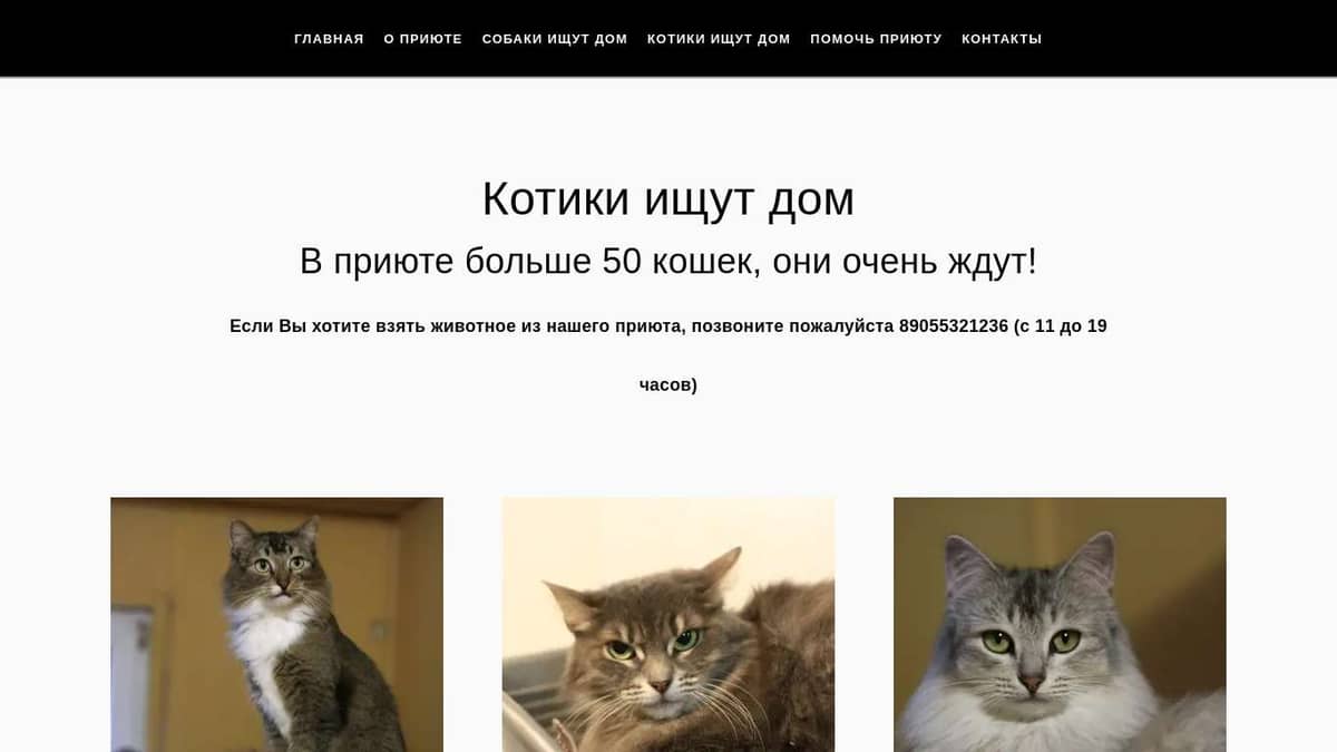 Котики ищут дом